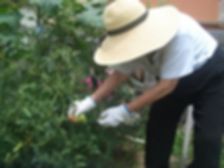 ④畑収穫.jpg