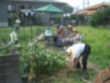 畑収穫③.jpg