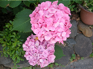 20140411-2.jpg