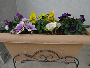 DSC00043.JPG
