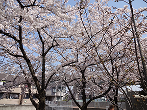 DSC00297.JPG