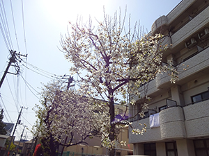 DSC00303.JPG