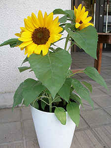 P8020057.JPG