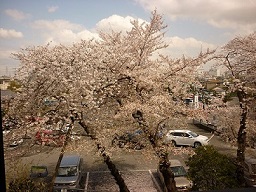 oomiya1.JPG