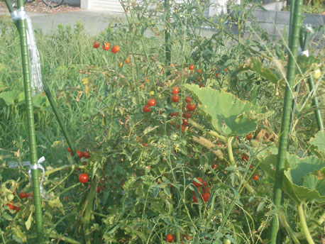 tomato.jpg