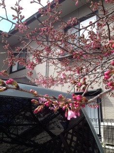 urawa-sakura.JPG