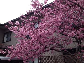 urawasakura.JPG
